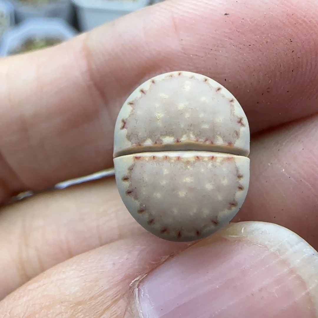 31饼干清框福利30包邮