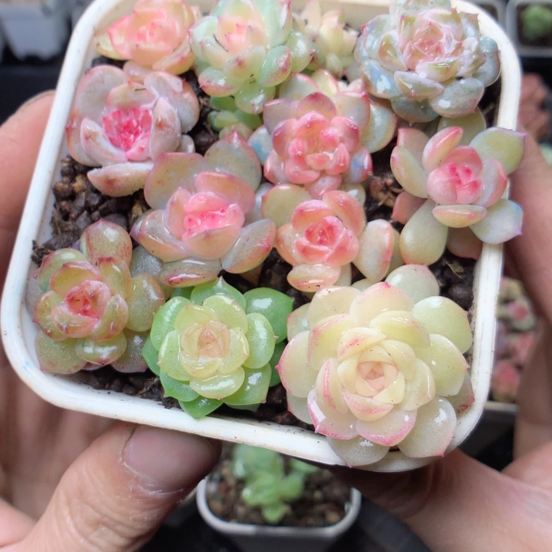 无花朵W36yyyyyyyyyy