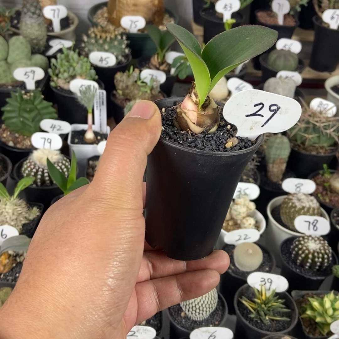 阔叶雪莲一物一拍