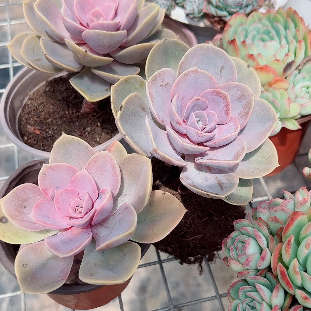 紫丁香大单头多肉植物3盆