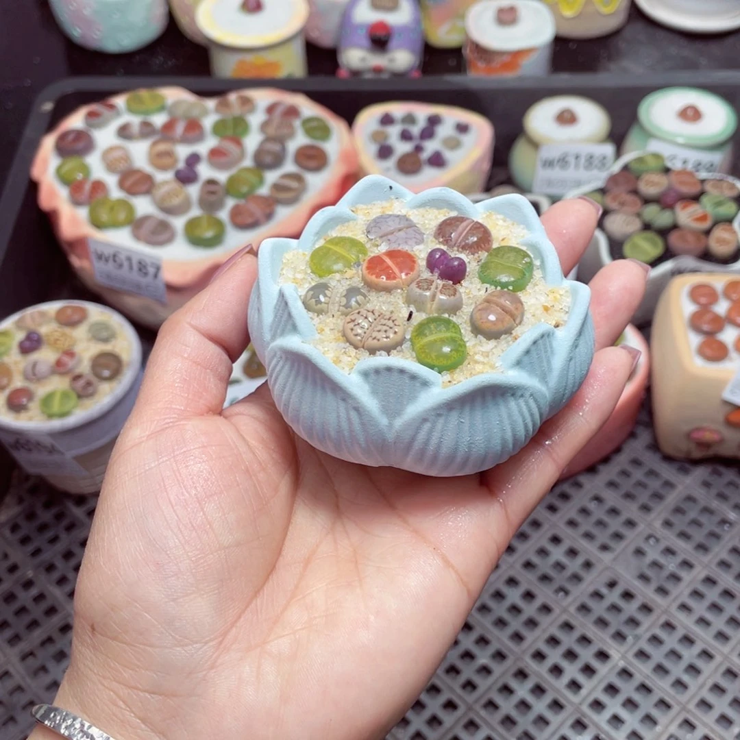 w6199 -零下地区拍保温箱-15支持寄养