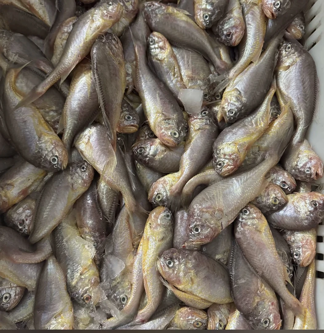 大连野生大头宝，8-10厘米/条《一斤15到20条左右》全国包邮