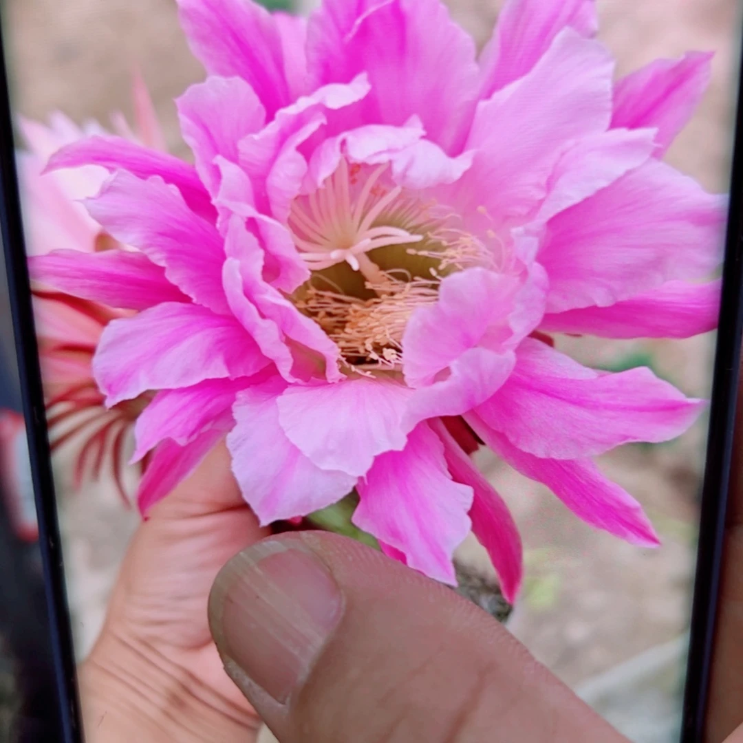 下59毛赛佛拉歪无根侧芽5公分左右20 包邮