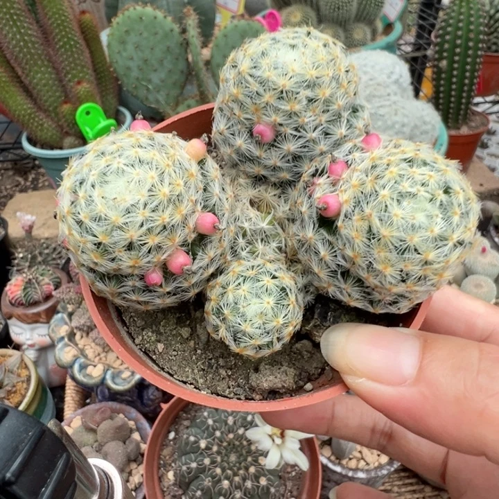 一物一拍，感谢支持