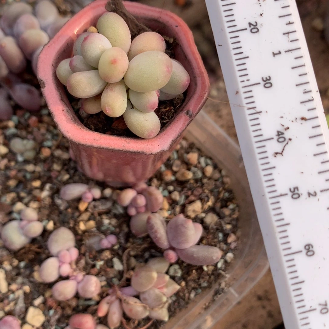 苹果奶酪多肉pingguon