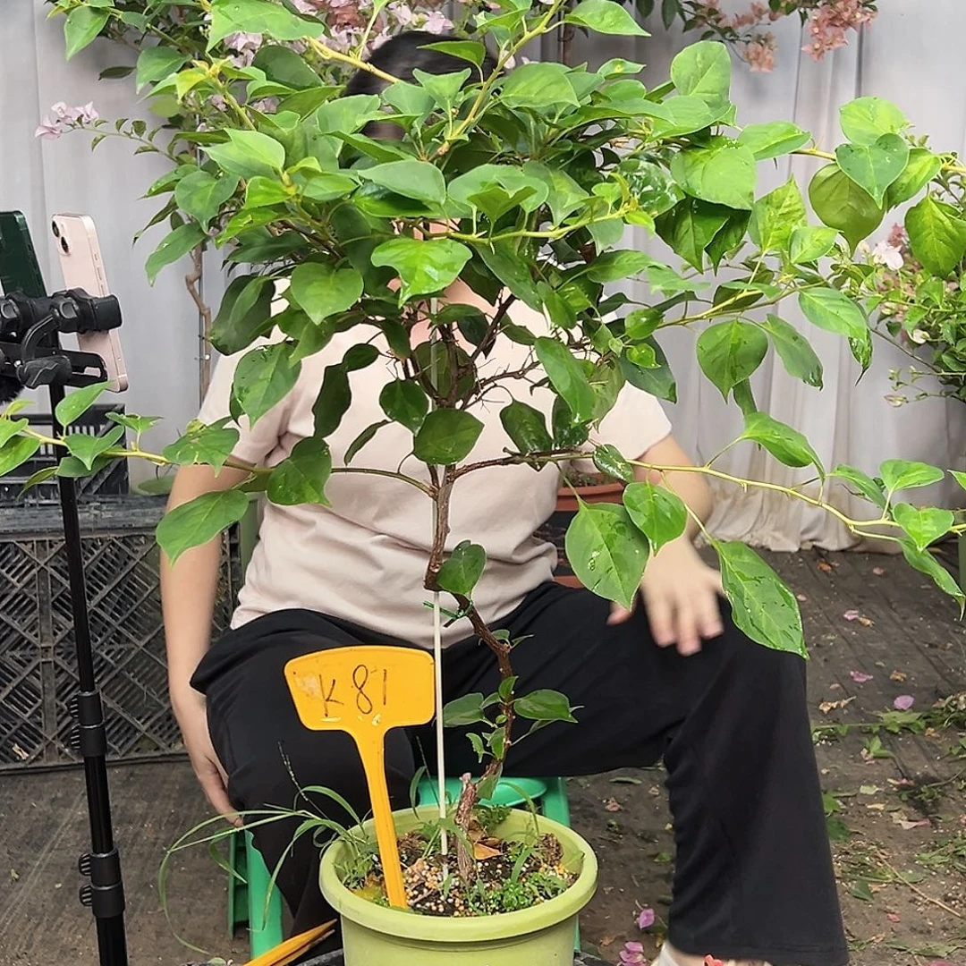 香***姐大部分花苞少量开放K81暗夕