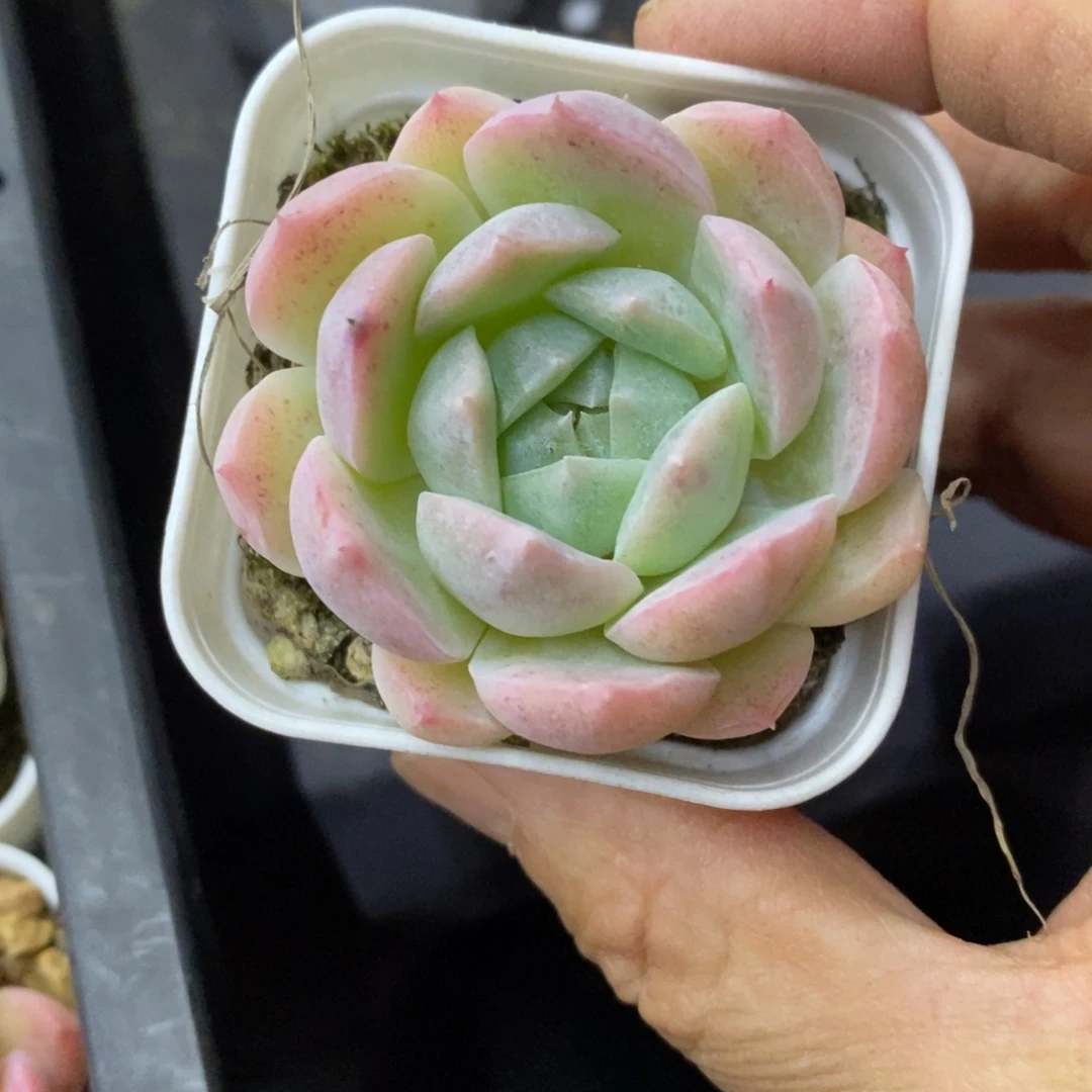 精品多肉一物一拍不包整55