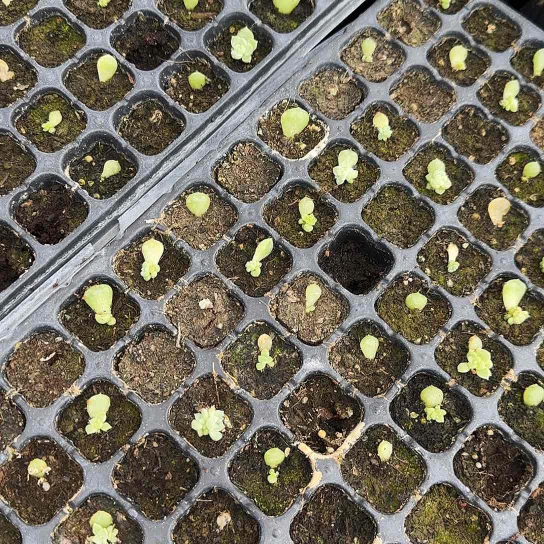 泼天芝麻一个满25包邮