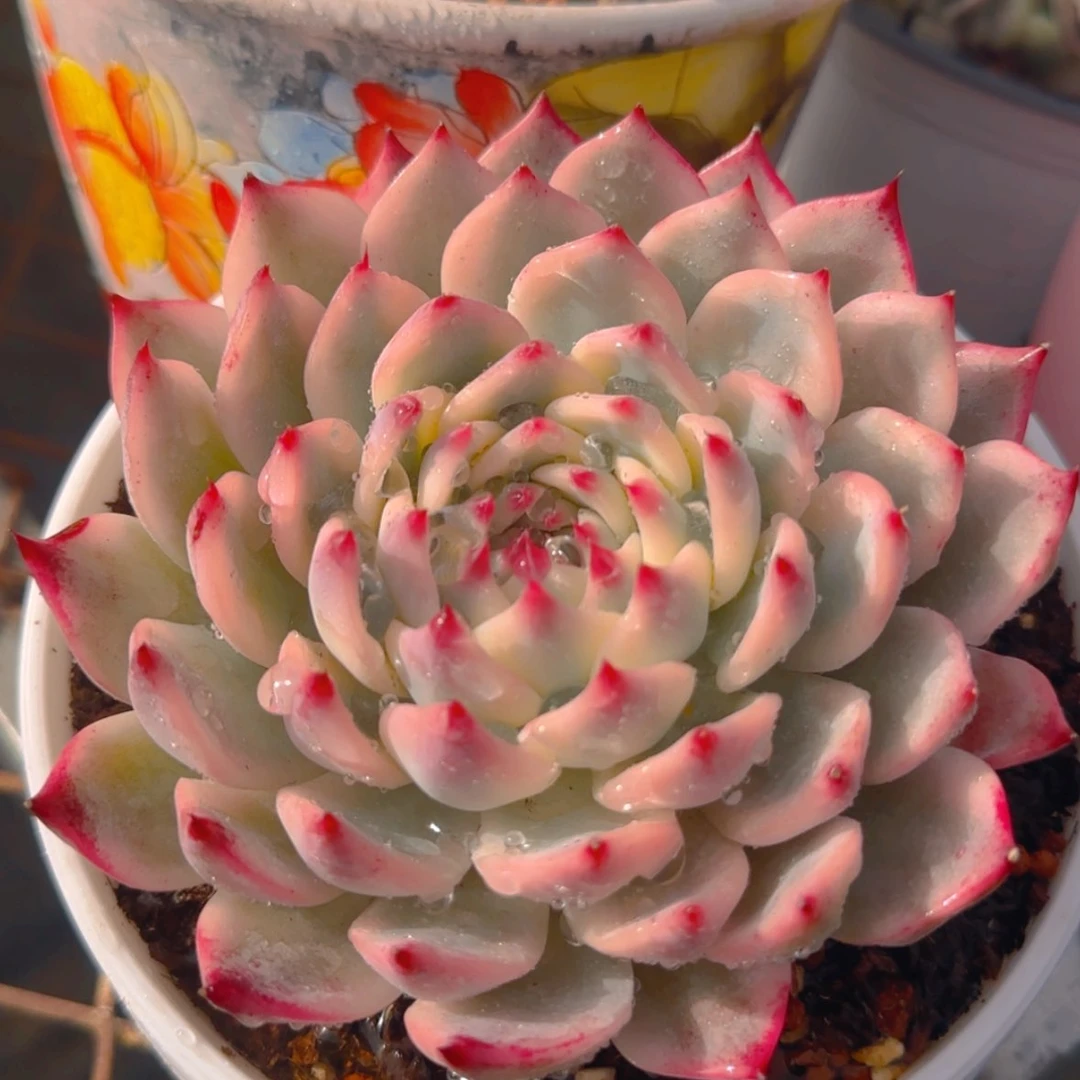 【闪购商品】吉娃娃锦99