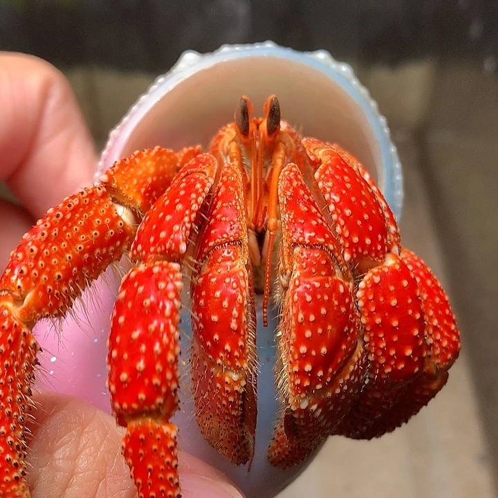 3.5口径奔跑的寄居蟹1号