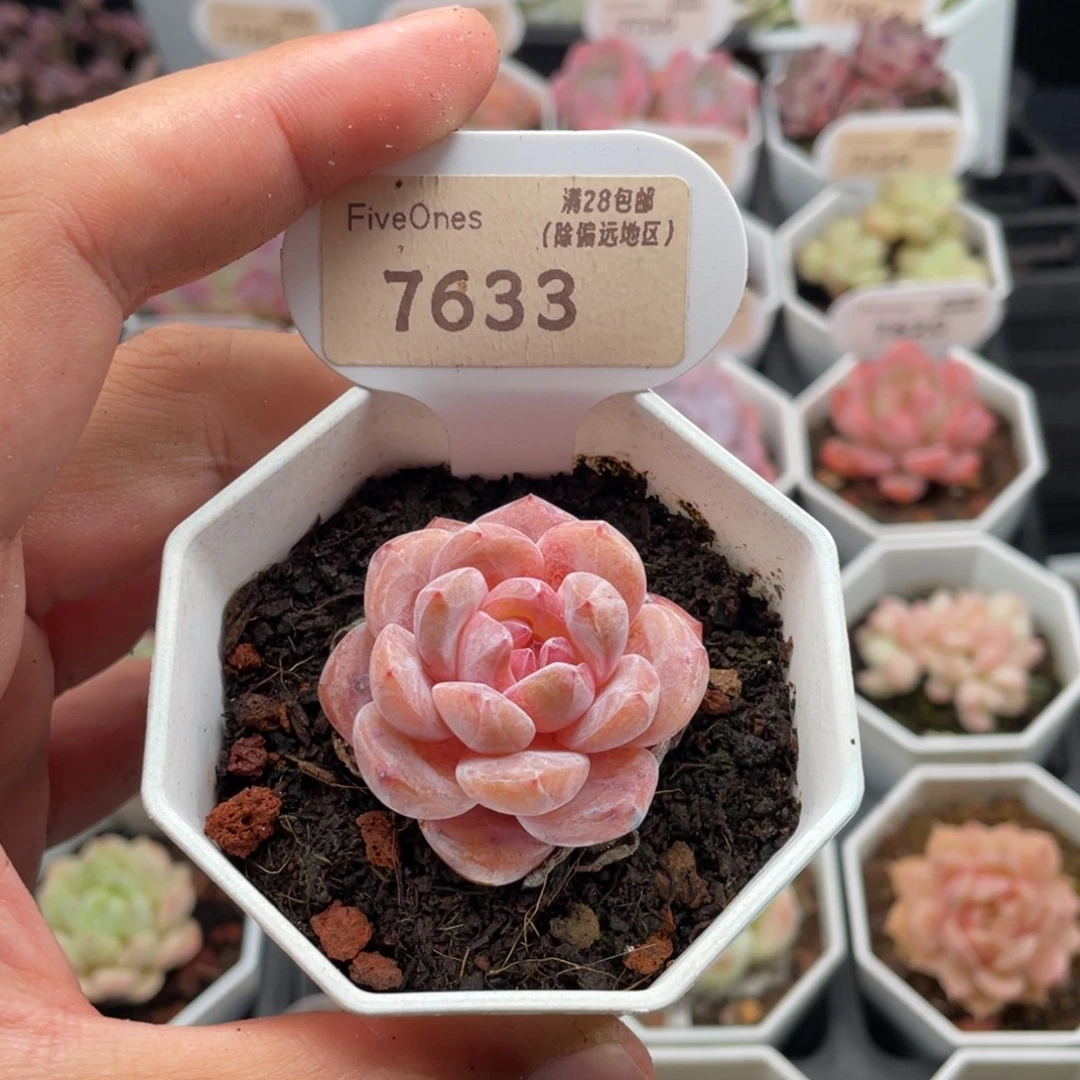 冰橙7633-4.0厘米