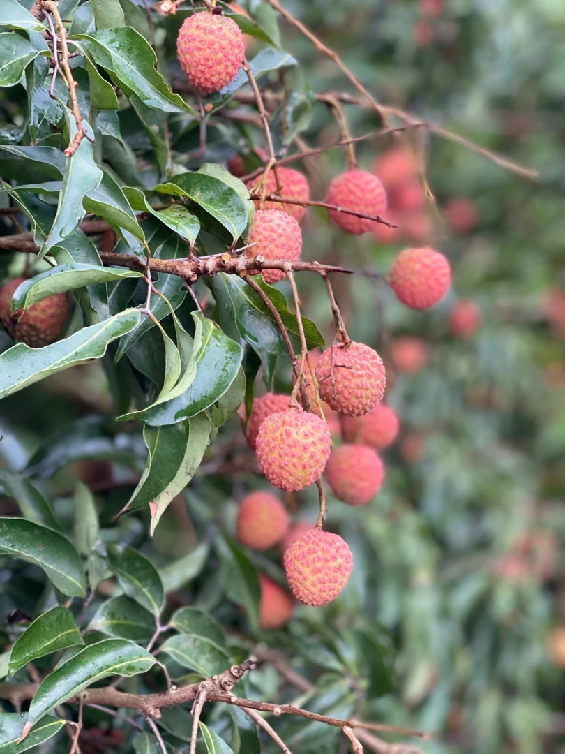 广东广州从化荔枝当季新鲜现摘荔枝香甜可口皮薄肉厚