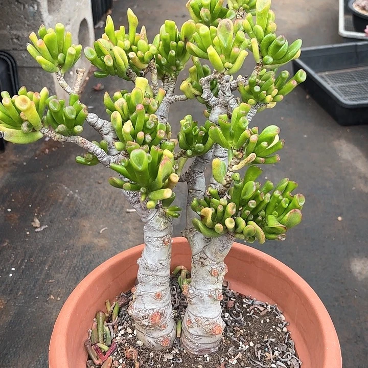 多肉植物，吸财树