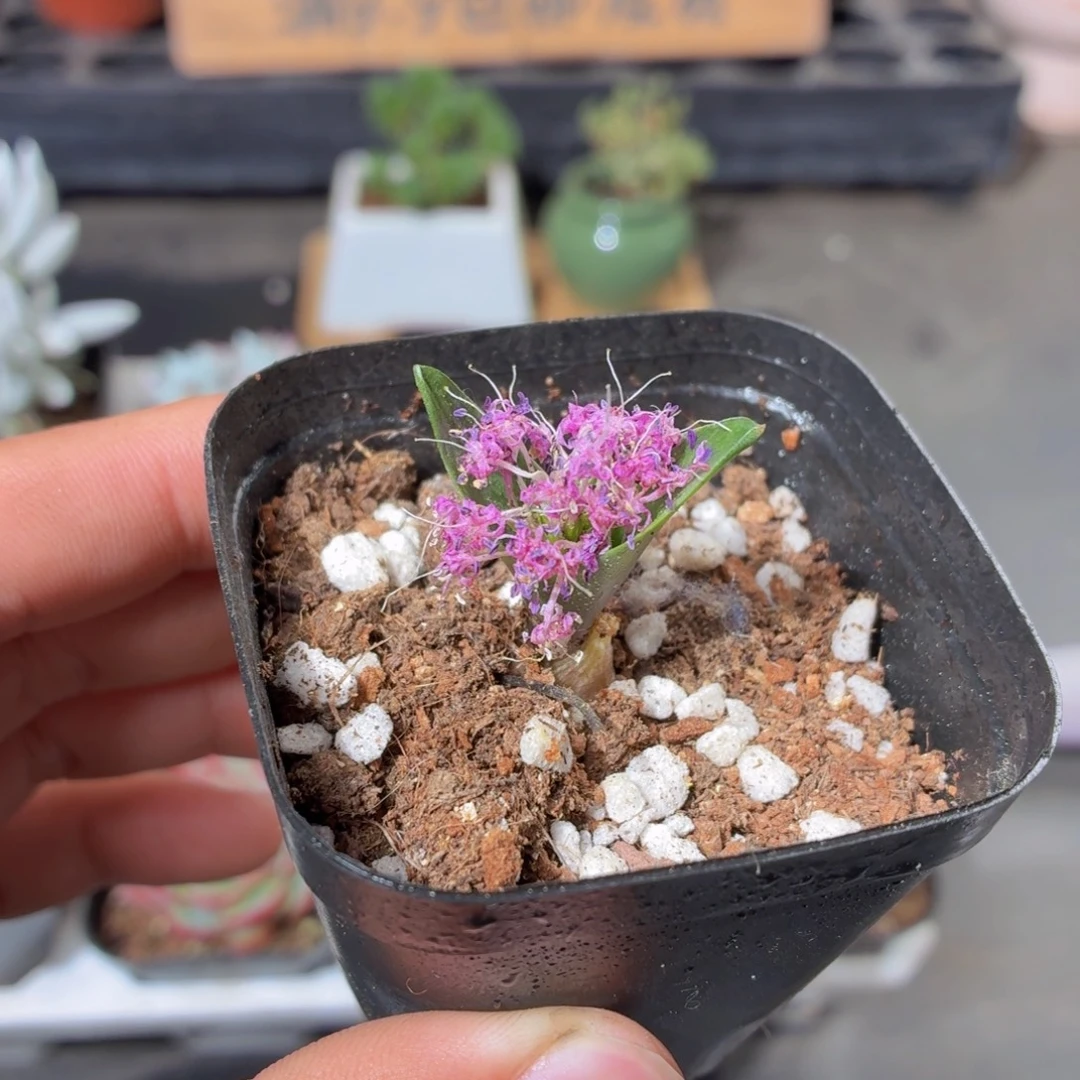 立金花多肉9.9包邮发货