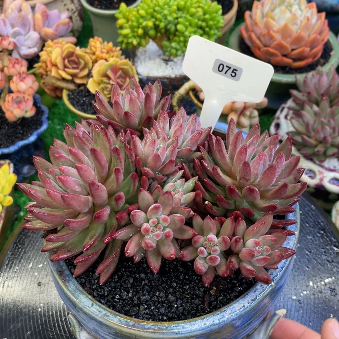 虞美人多肉植物盆栽多肉植物