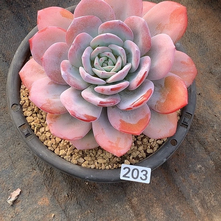 203奶茶 一物一拍多肉