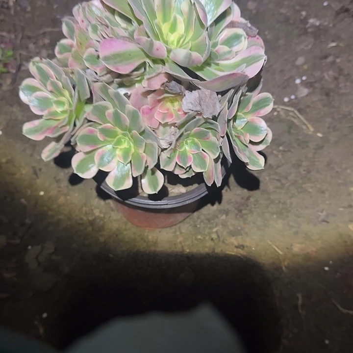 一物一拍多肉法师153