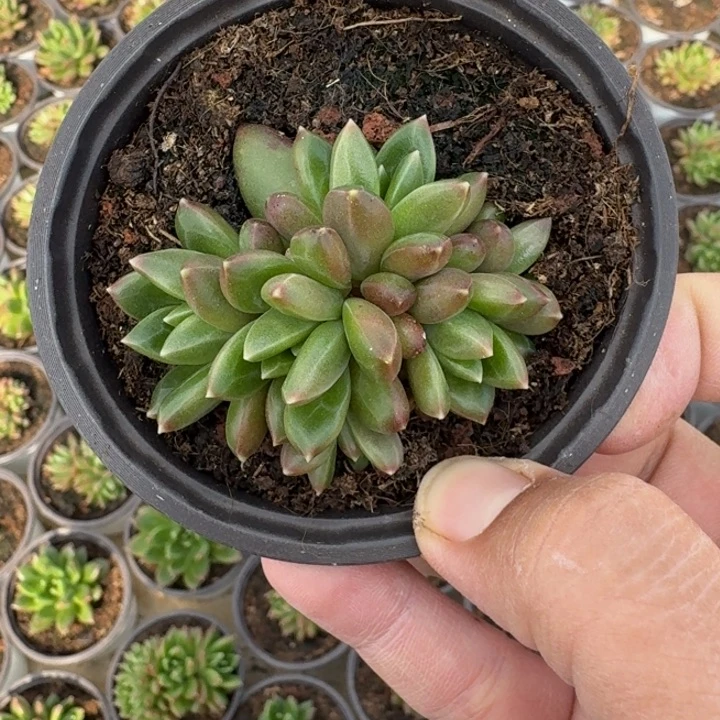 柏拉图 群生 一物一拍