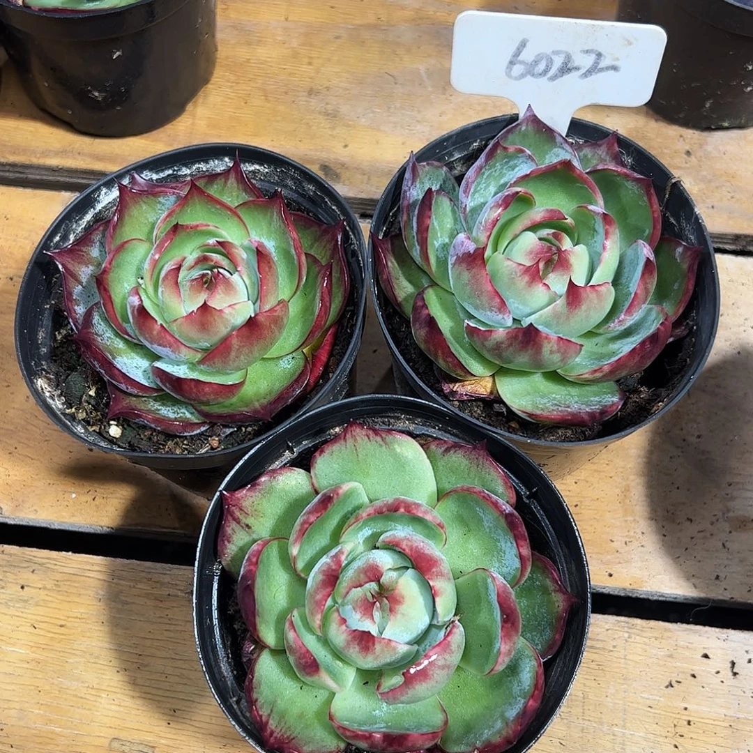 小惊鸿仙子8公分左右6022号