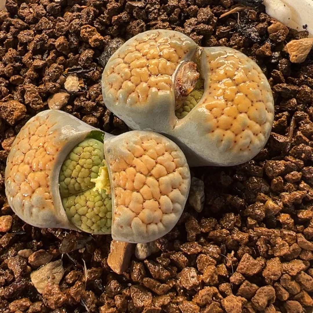 158多肉植物种类多样