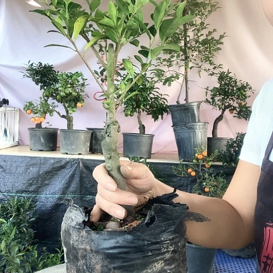 无花朵万年青葫芦。