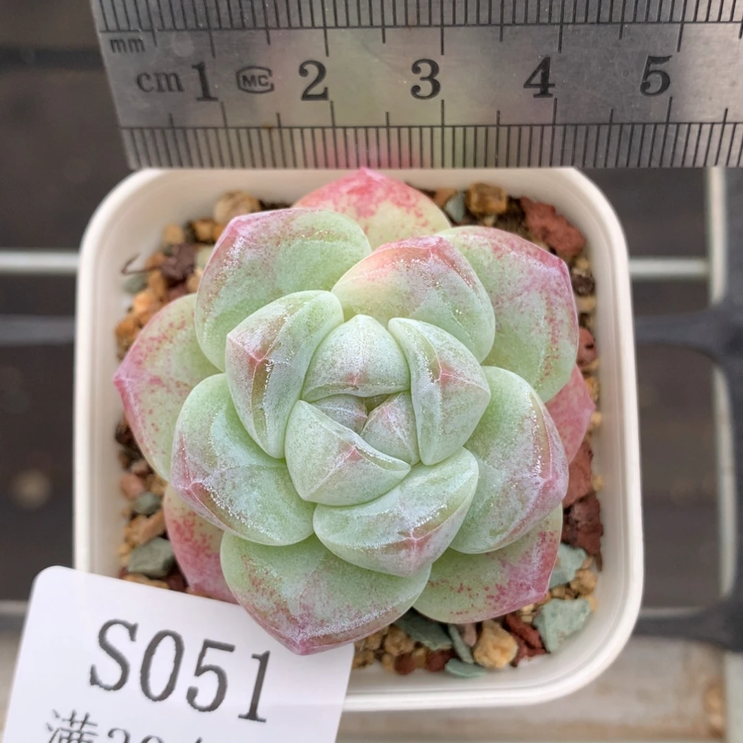 51。暗纹脸白体冰玉。