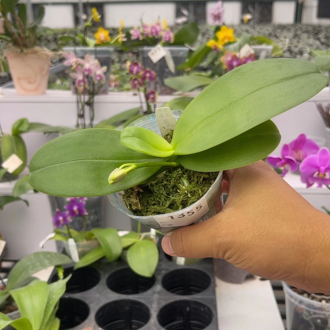 完全开放1355 2.8寸花苞株 EQ狗 一物一拍