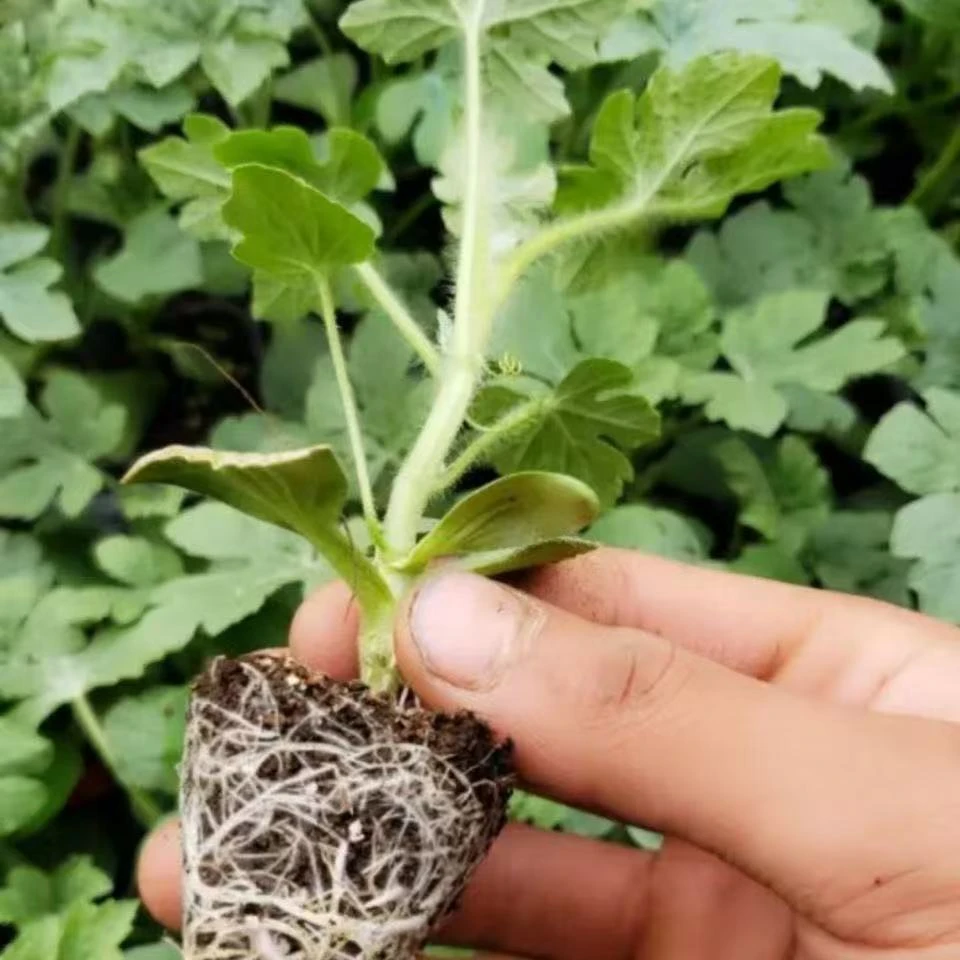 西瓜苗8424嫁接苗带土幼苗无籽美都麒麟早熟秧苗大棚批发送肥料