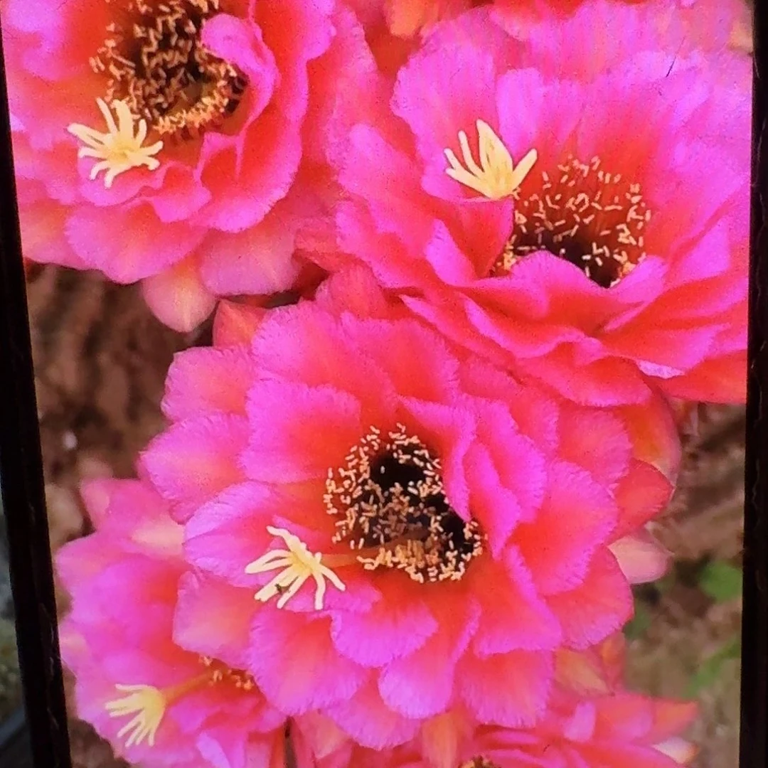 音符侧芽5公分毛花柱