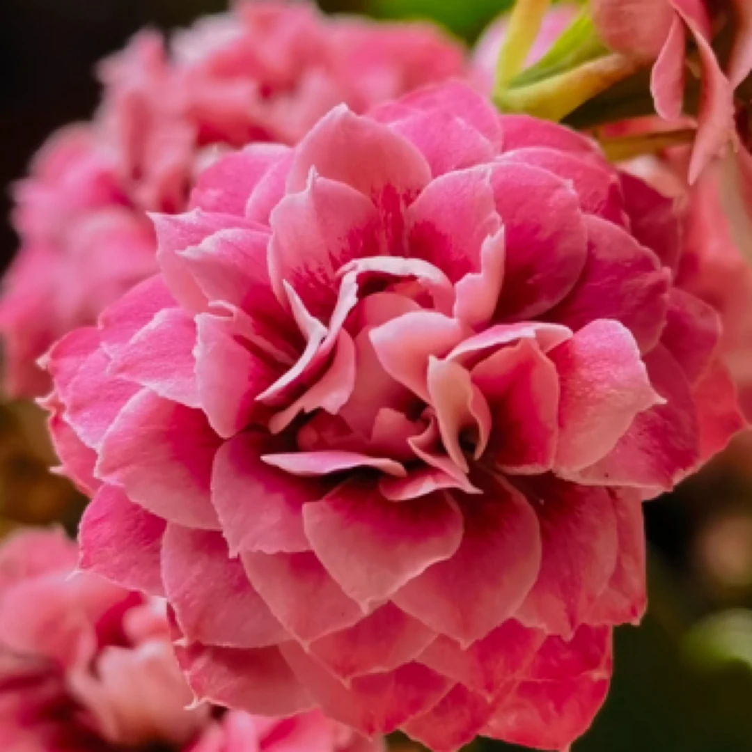 （110盆玄女猫眼) 猫眼系列稀有品种 基地直发