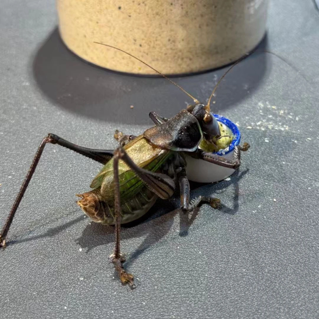 蝈蝈补差价链接·不是蝈蝈（开箱12小时内发完整视频过时不保）