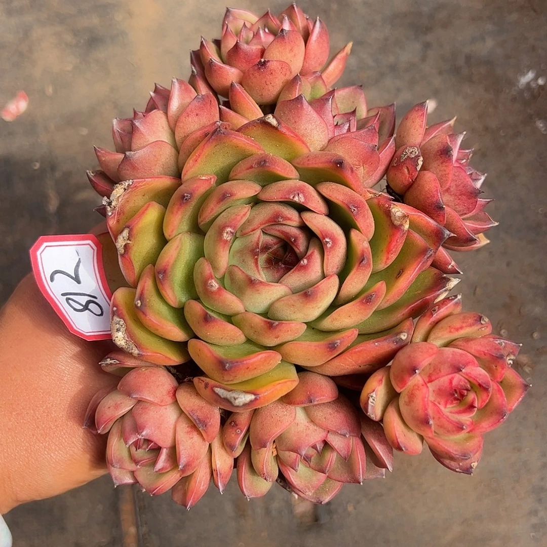 812号东云杂，一物一拍