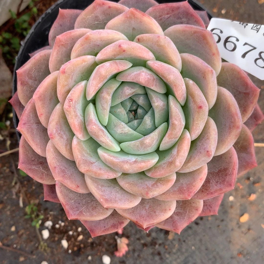 6678杂交多肉植物