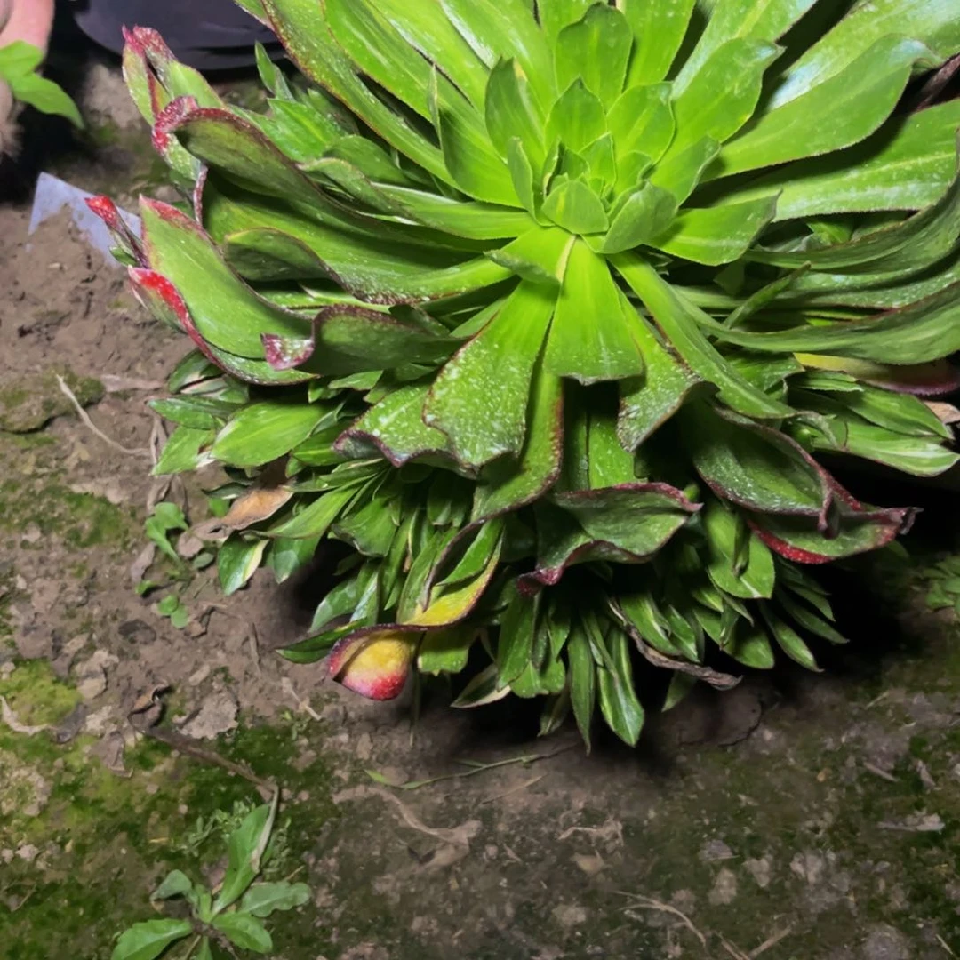 魅影七彩多肉植物