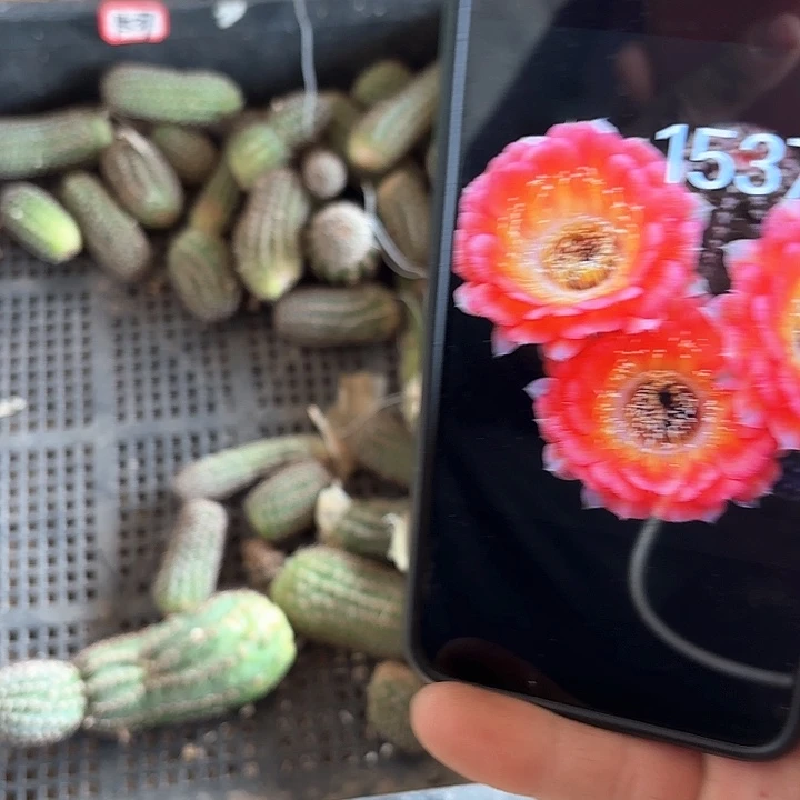 1537侧牙无售后仙人球