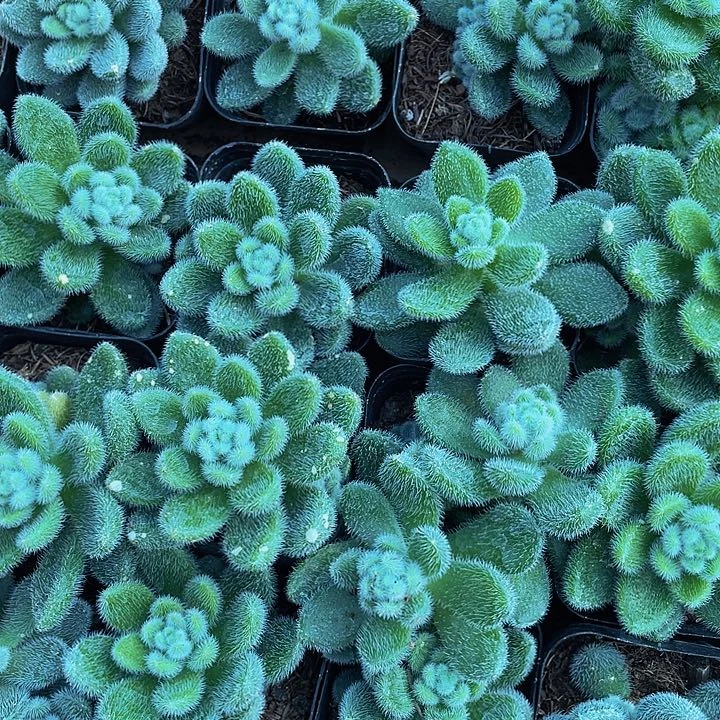 单头大信冻泥带盆土发