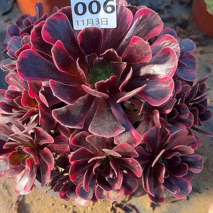 11.3-6爱神多肉植物1