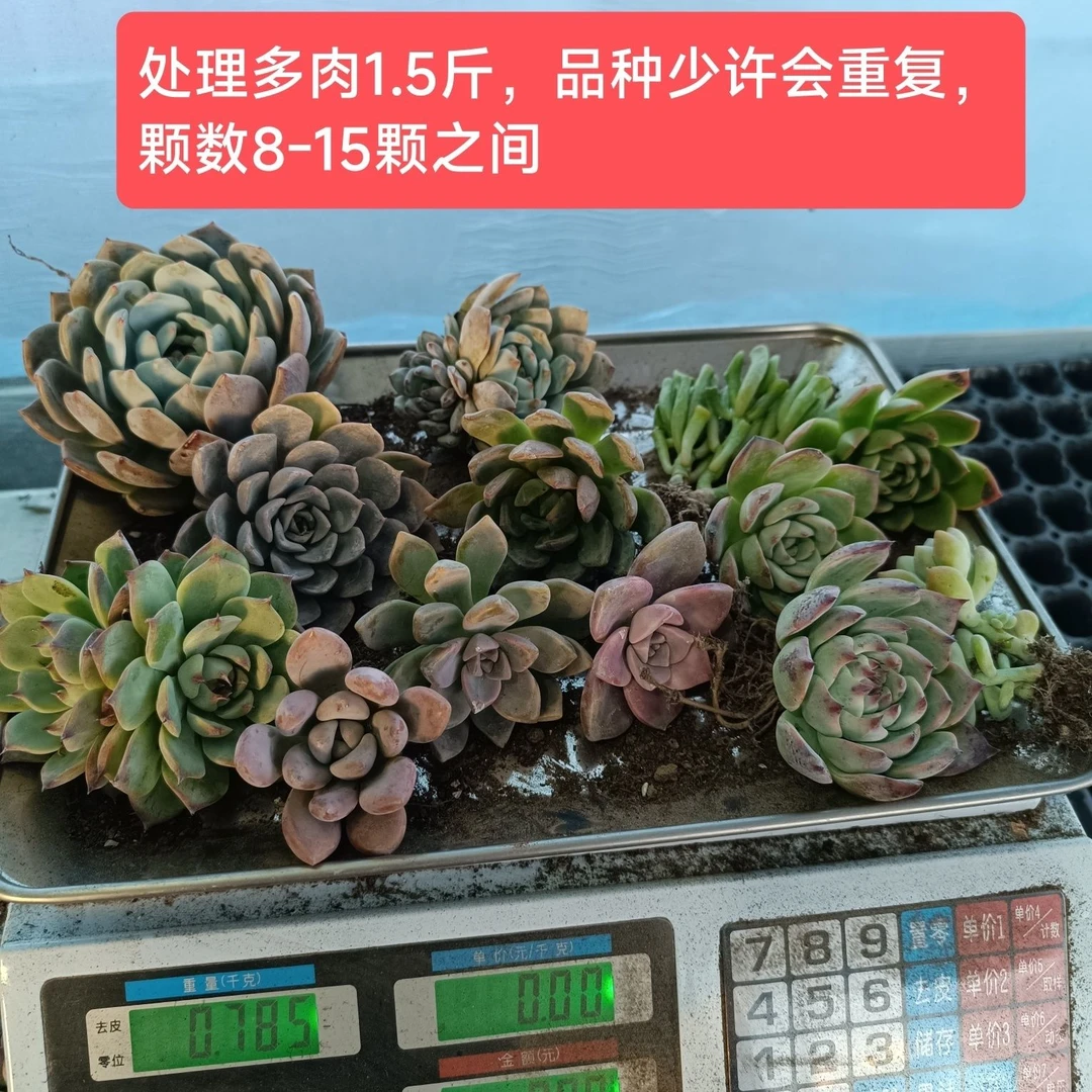 多肉植物一斤半基地直发清棚处理随机多肉组合大颗福利套餐