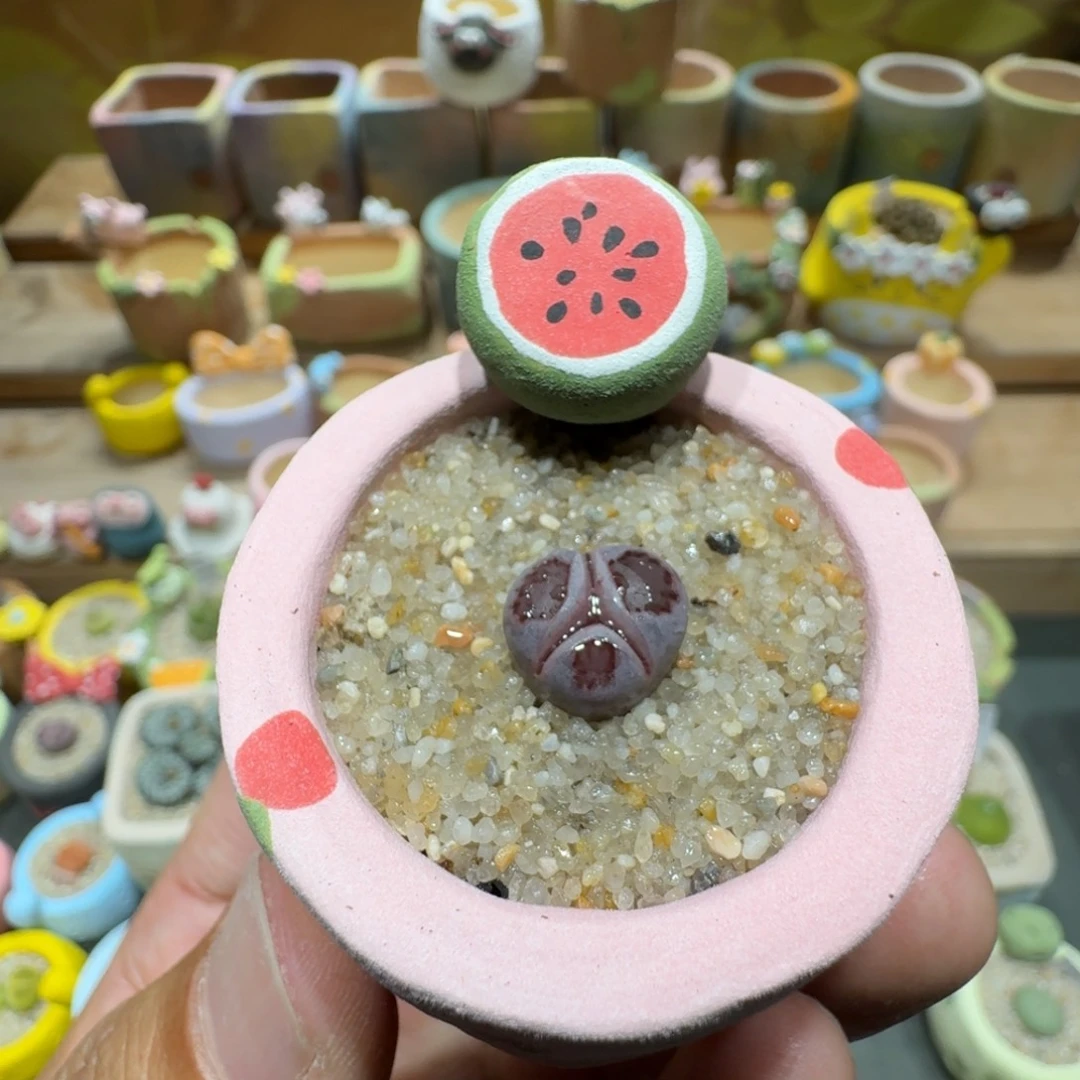 蘑菇1510紫饼多肉植物