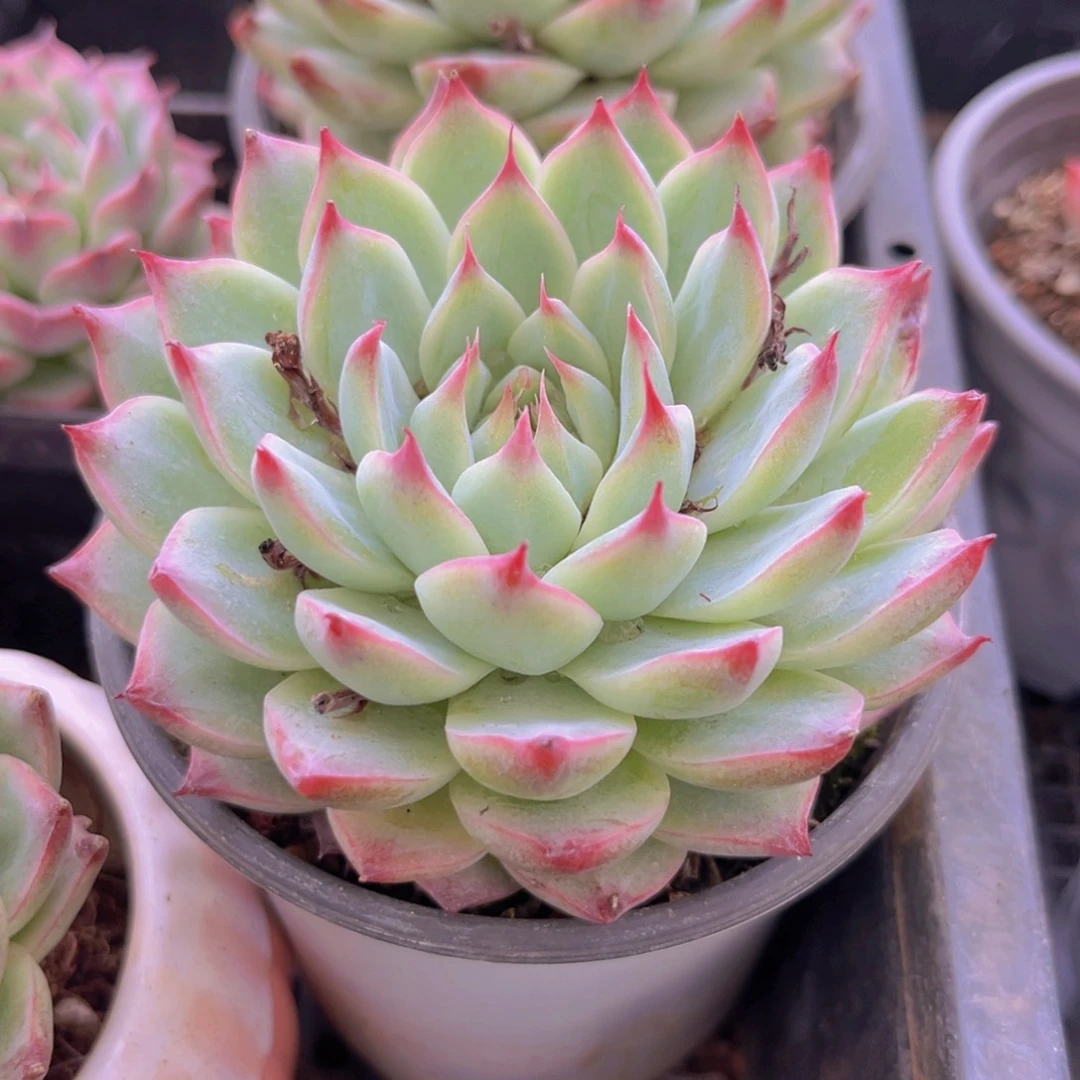 桃夭仙子九公分杯88989888888888