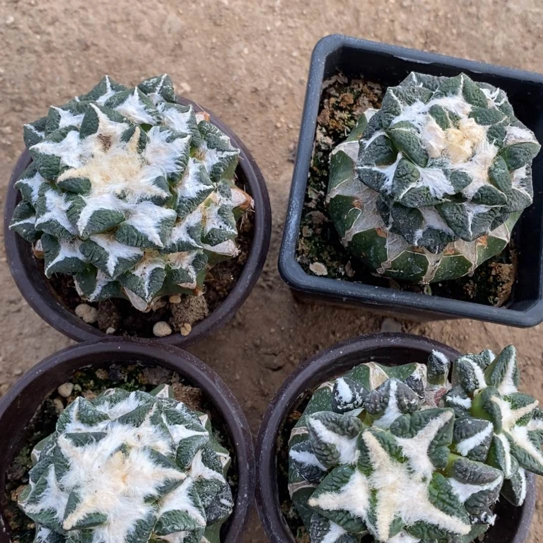 ?****?4颗草球大油黑