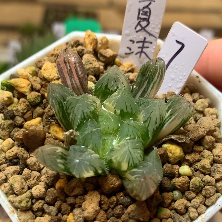 7号夏沫玉露锦一物一拍