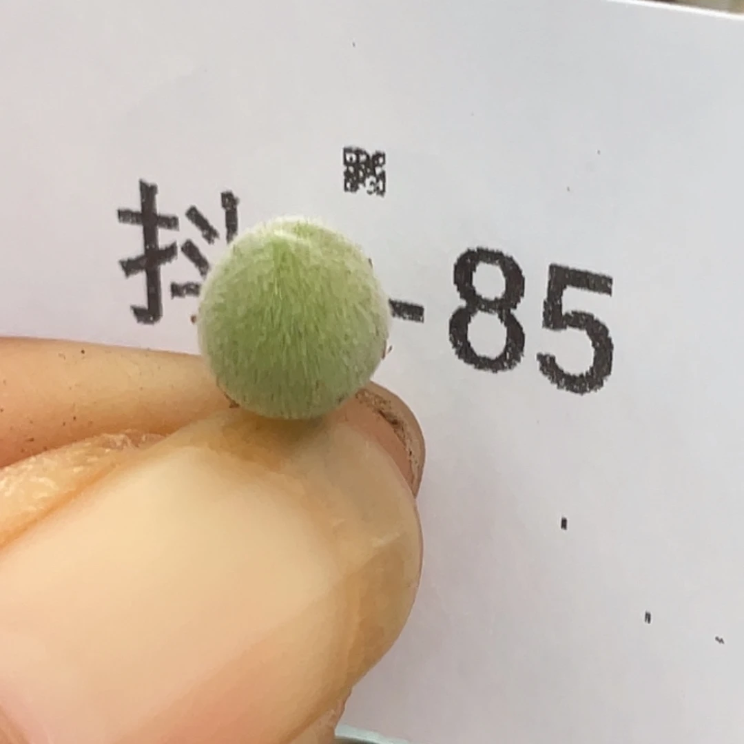 8-85宝辉多肉植物