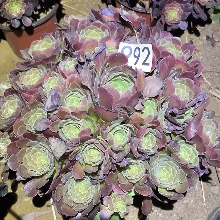 多肉植物法师892荷兰玫瑰