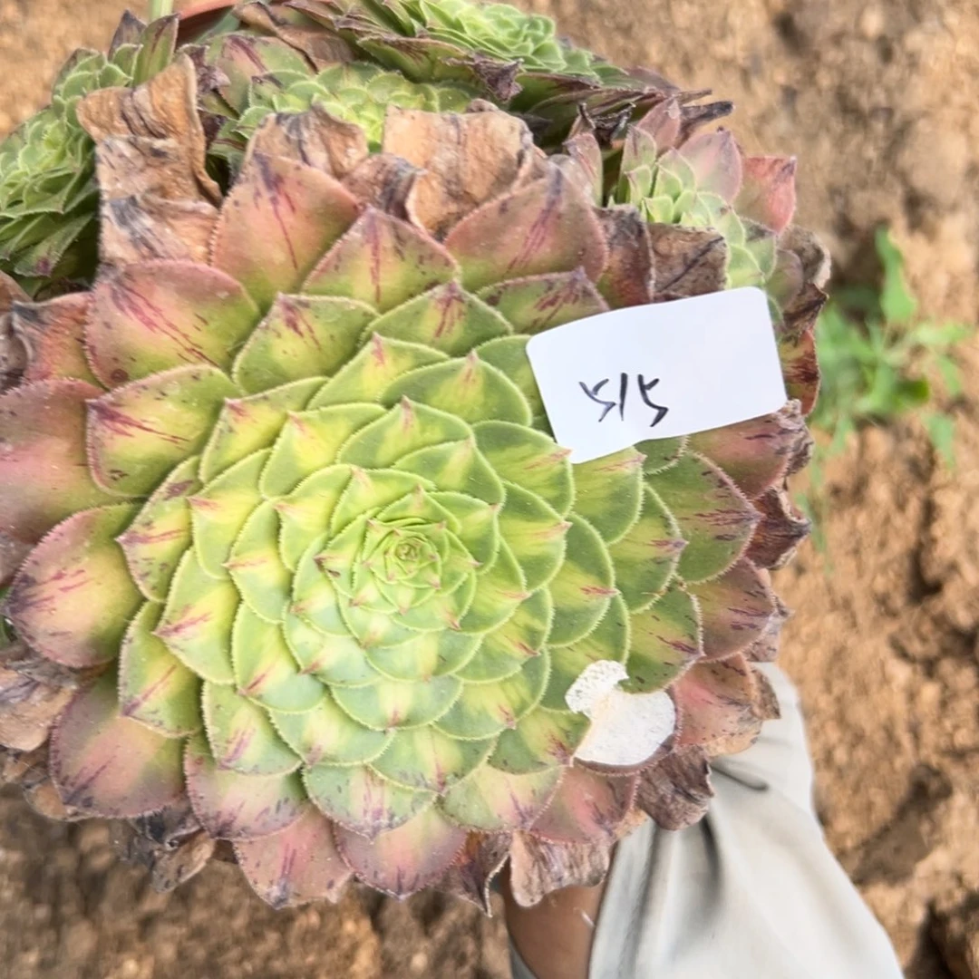 515知否多肉植物系？