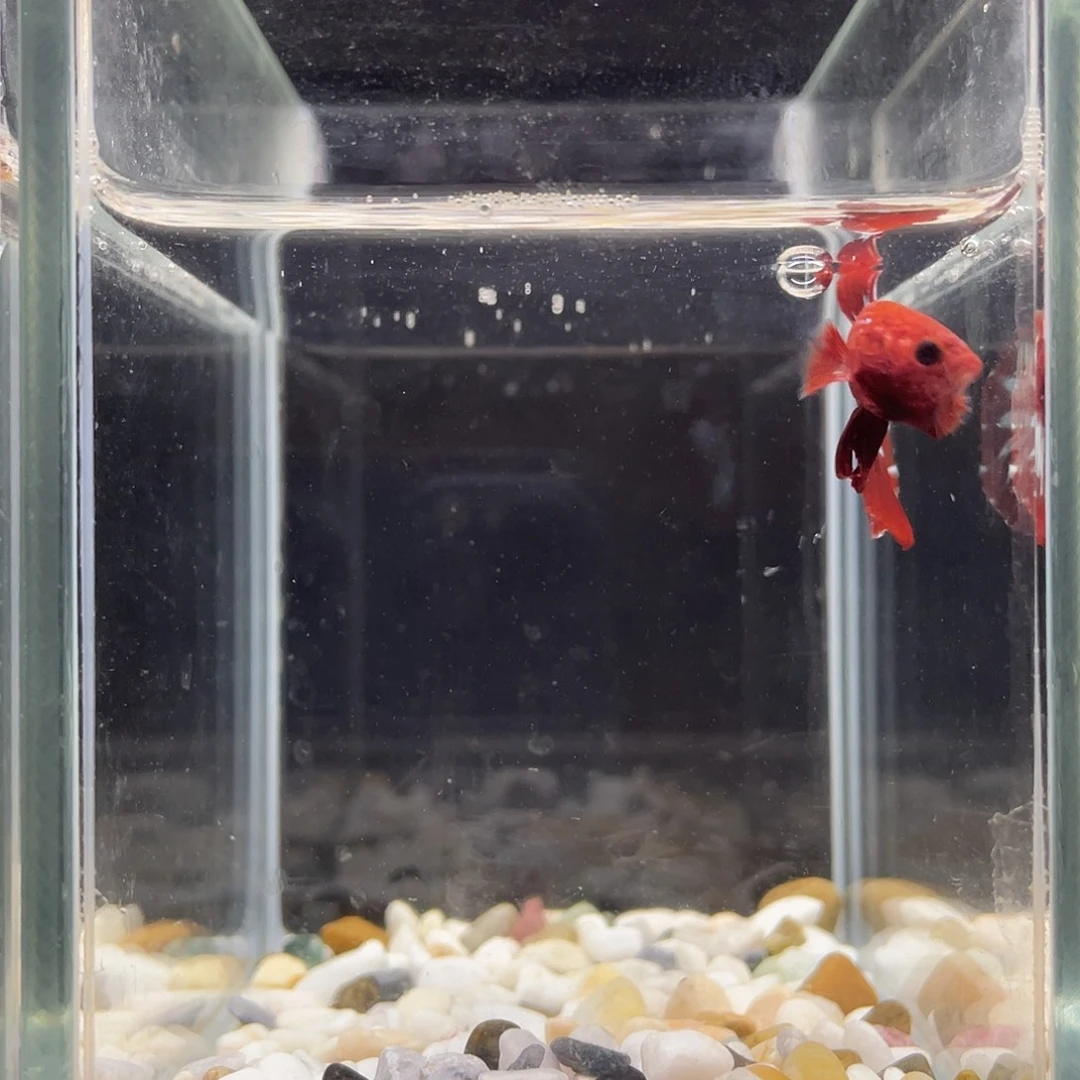 斗鱼87号越南fccp星尾
