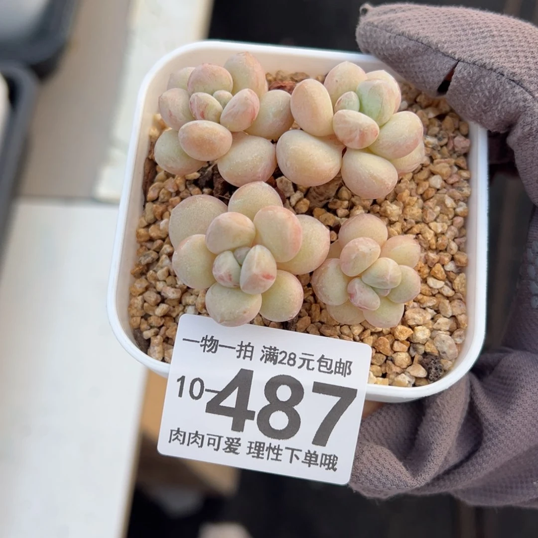 泡泡糖多肉多肉多肉多肉多肉