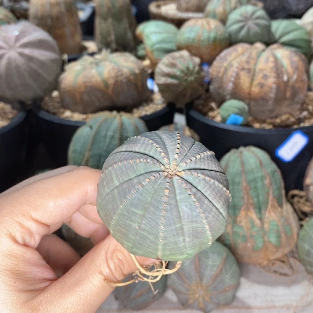 6 欧系实生布纹球多肉植物