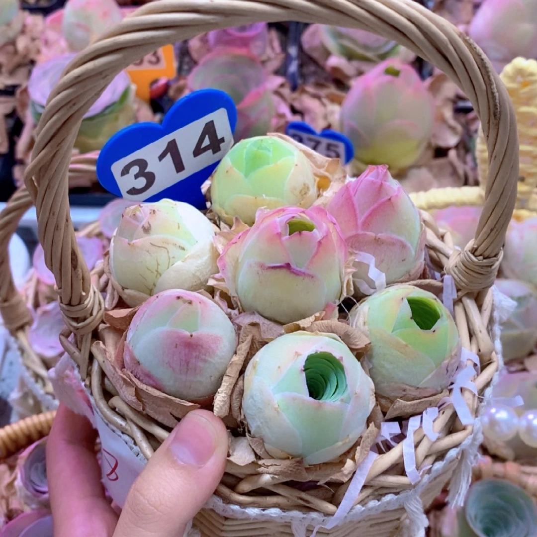 无花朵314山地玫瑰花篮