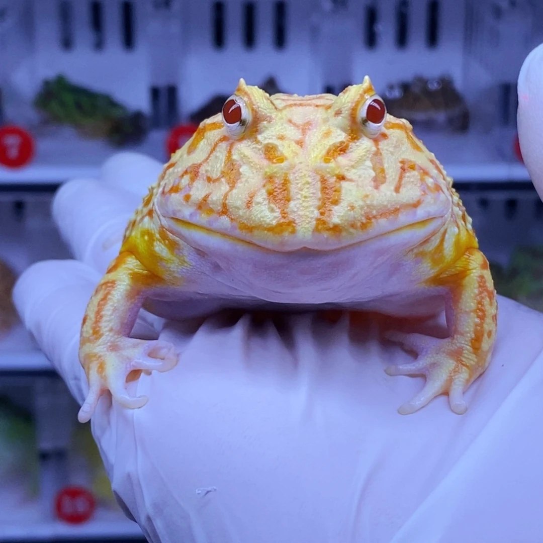 角蛙角蛙3-10cm闪购专享链接